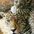Meer Kordi's profile image