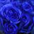 Elizabeth Carver's profile image
