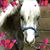 Marcy Pepper's profile image