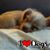 Donna Lange's profile image