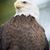 Carol McNabb Hankins's profile image