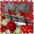 Barbara Shoaf Bevan's profile image