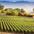 Red Gold Wines's profile image