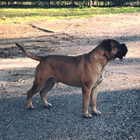 Marc Albea's profile image