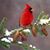 Ron McDonald's profile image