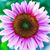 Teresa Hartshorn's profile image