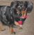 Angie Gibson Austin's profile image