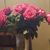 Rebecca Shaw Scoggins's profile image