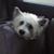 Toni S. Holt Williams's profile image