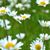 Vang Vang's profile image