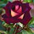 Dena Keele's profile image