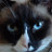 Aya's profile image