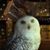 Howard Carson's profile image