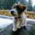 Matthew Idziak's profile image