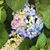 Nancy Babilon-Villella's profile image
