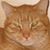 Joan O'Brien's profile image