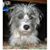 Sharon Buck's profile image