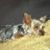 Sandy Shore's profile image