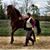 Pam Gorham's profile image