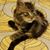 Chuck Araki's profile image