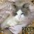 Patti Natafalusy's profile image