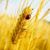Sanabil Alomary's profile image
