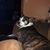 Ed Tomaine's profile image