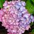 Judy Annable's profile image