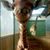 Brooke Smith's profile image