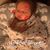 Abby Ault Powell's profile image