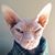 David Lamoureux's profile image