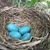 Dianne Sheaffer's profile image