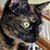Janine M. Wentzel Ziegler's profile image