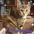 Caroline Carstens Willis's profile image