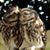 Rosa Lovelock Johnson's profile image