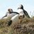 Pamela Spear Macnab's profile image