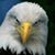 So'lo Eagle Rains's profile image