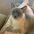 Cindy L. Dobson's profile image