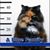 Tami Littell Cokonougher's profile image