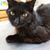 Laurel Runkel's profile image