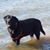 Darrie Dovi's profile image