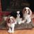 Donna Jean Warlick's profile image