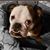 Paula Prichard's profile image