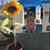 LeeAnn Vaiskauskas Bailey's profile image