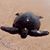 Mary Cutrera's profile image