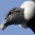 Valentina Antonelli's profile image