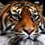 Carlos Flores's profile image