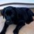 Laura Roberts Hawkins's profile image