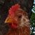 Judy Ocker Wibel's profile image