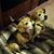 Wendy Wilson's profile image